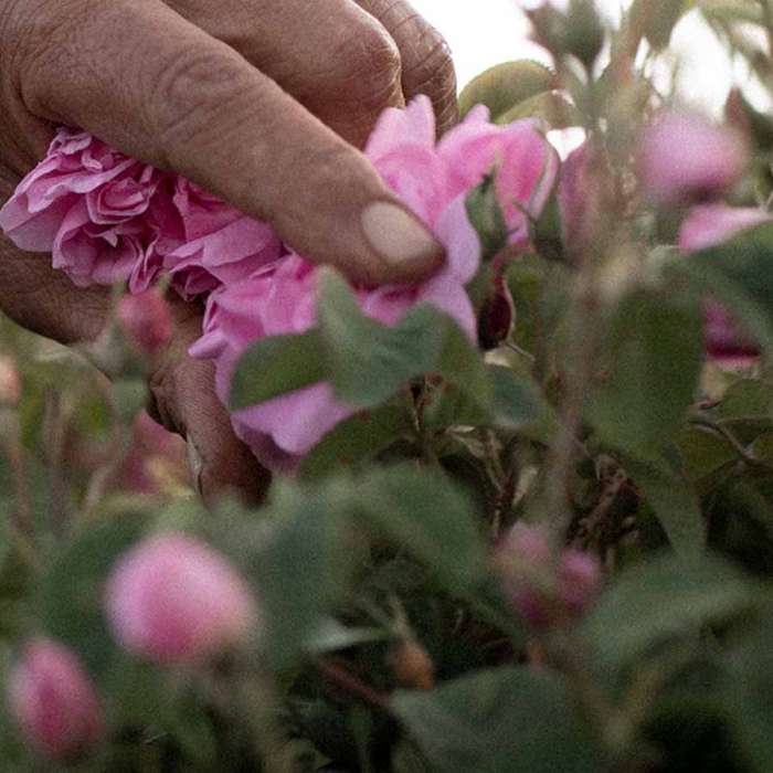 Crème de Jour Légère à la Rose